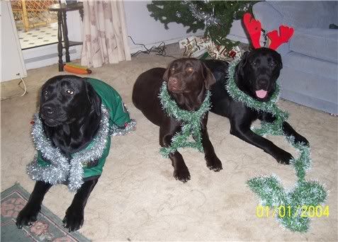 181205dogs.jpg