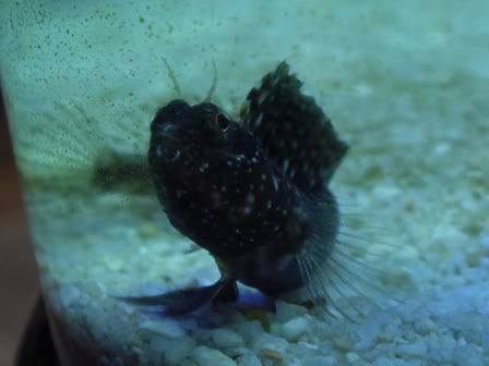 sailfinblenny.jpg