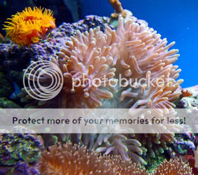 2009_1108Reef0015.jpg
