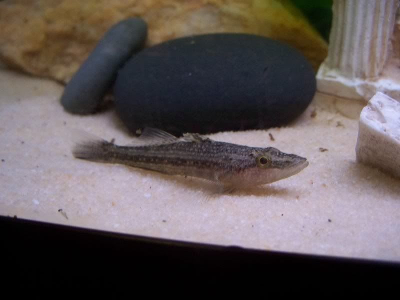 080124butisweb.jpg