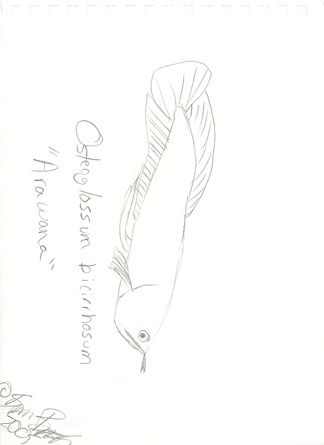 osteoglossumbicirrhosum_arawana.png