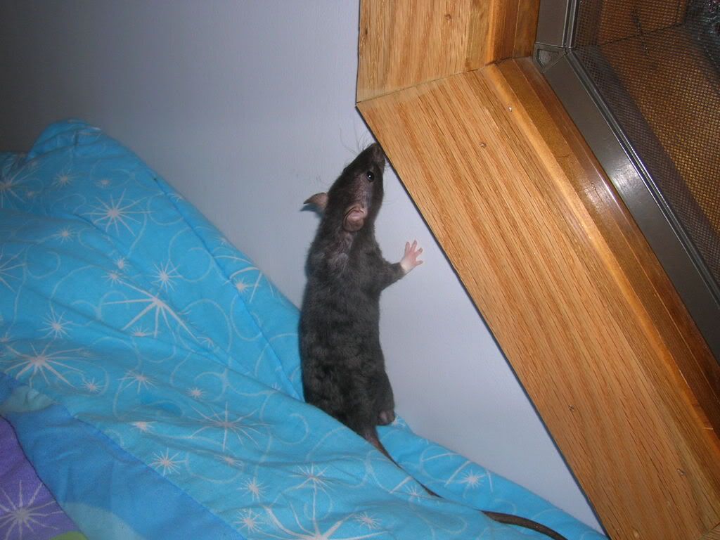 ratties2002.jpg