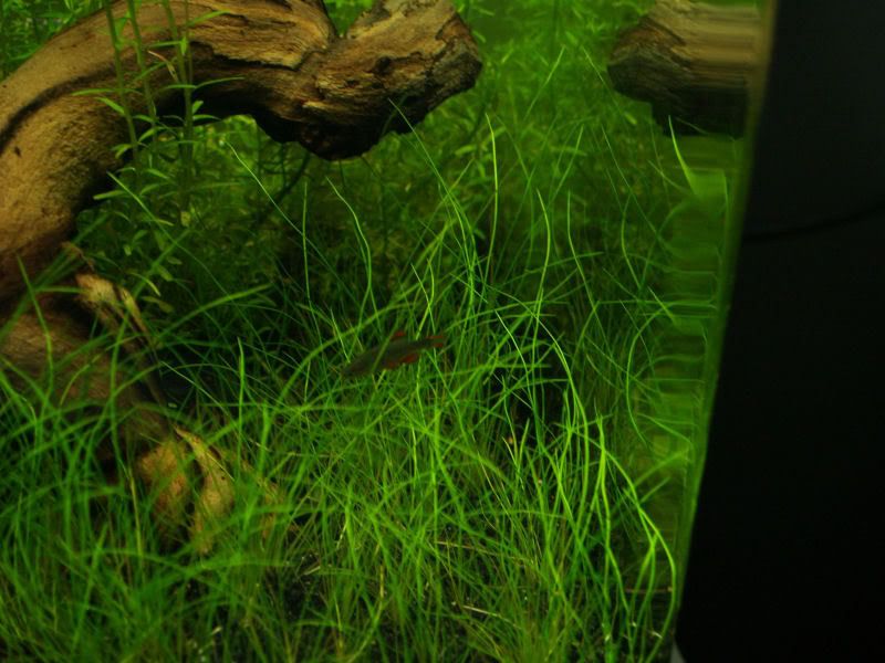 Fishcube37.jpg