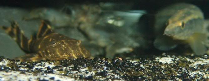 totheplecocave.jpg