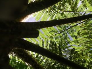 fern.jpg