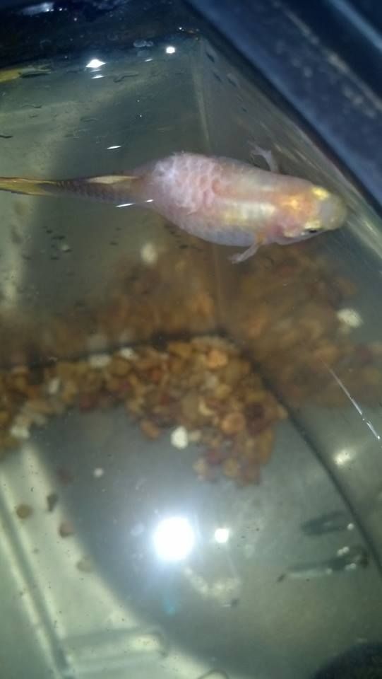 sickguppy_zpsd4512b76.jpg
