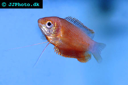 trichogaster_labiosus_red_1.jpg