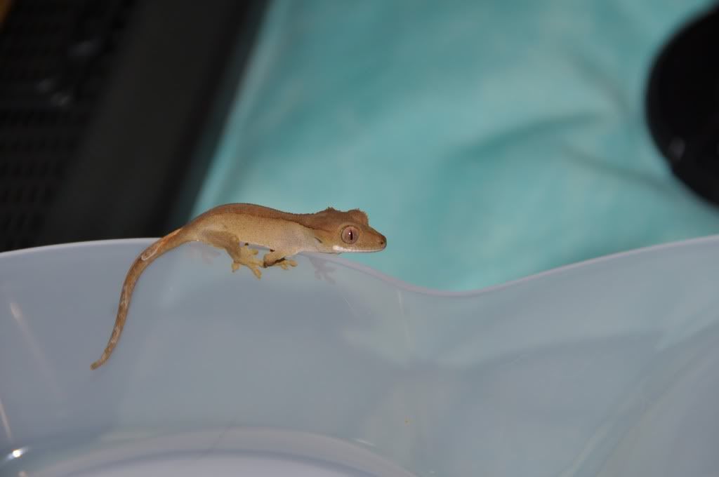 DSC_0636.jpg