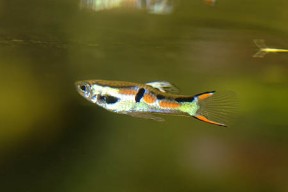 poecilia_wingei_male_1-288x192.jpg