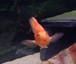 polly2.jpg