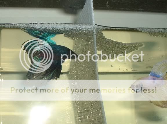 bathroombettas21004.jpg