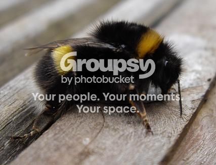 Buzz2.jpg