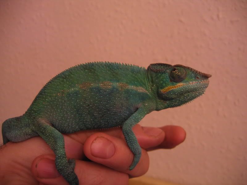 chams004.jpg