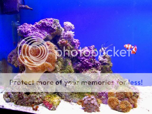 2009_0702Reef0230a.jpg