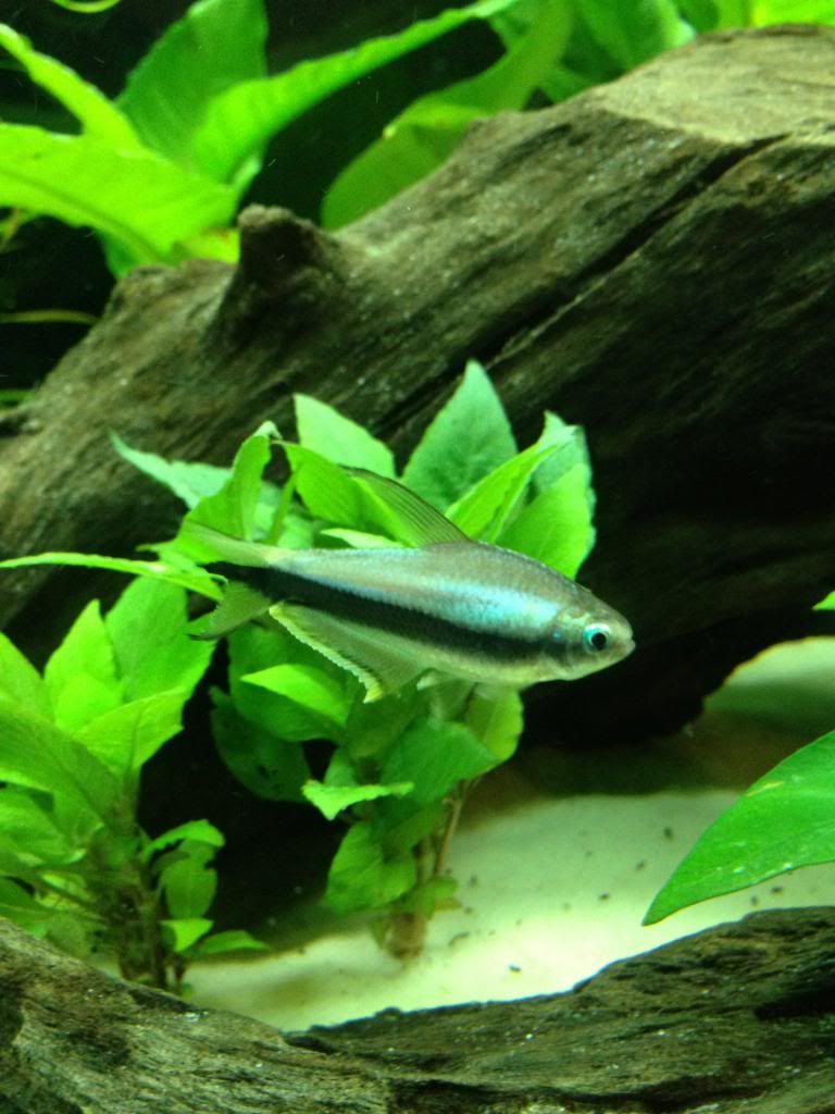 emperortetra1.jpg