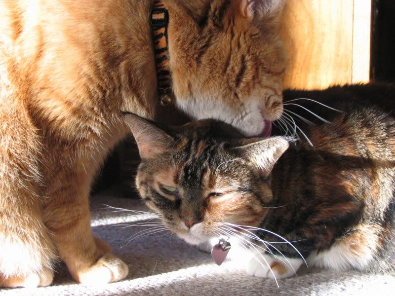 catsinsun010.jpg