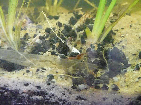 shrimp4.jpg