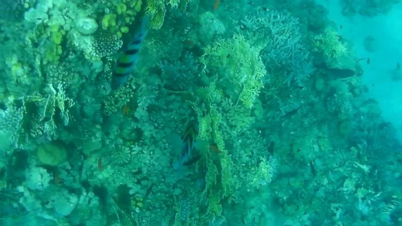 reef1.jpg