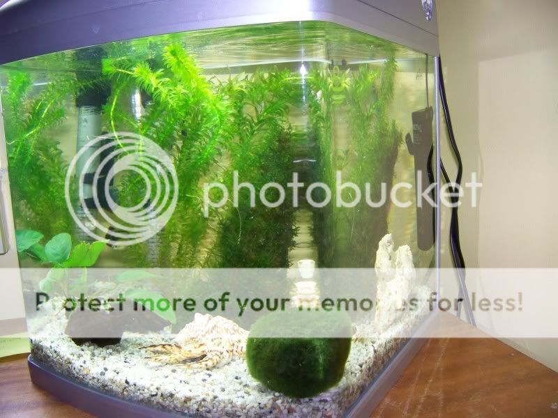 fish8.jpg