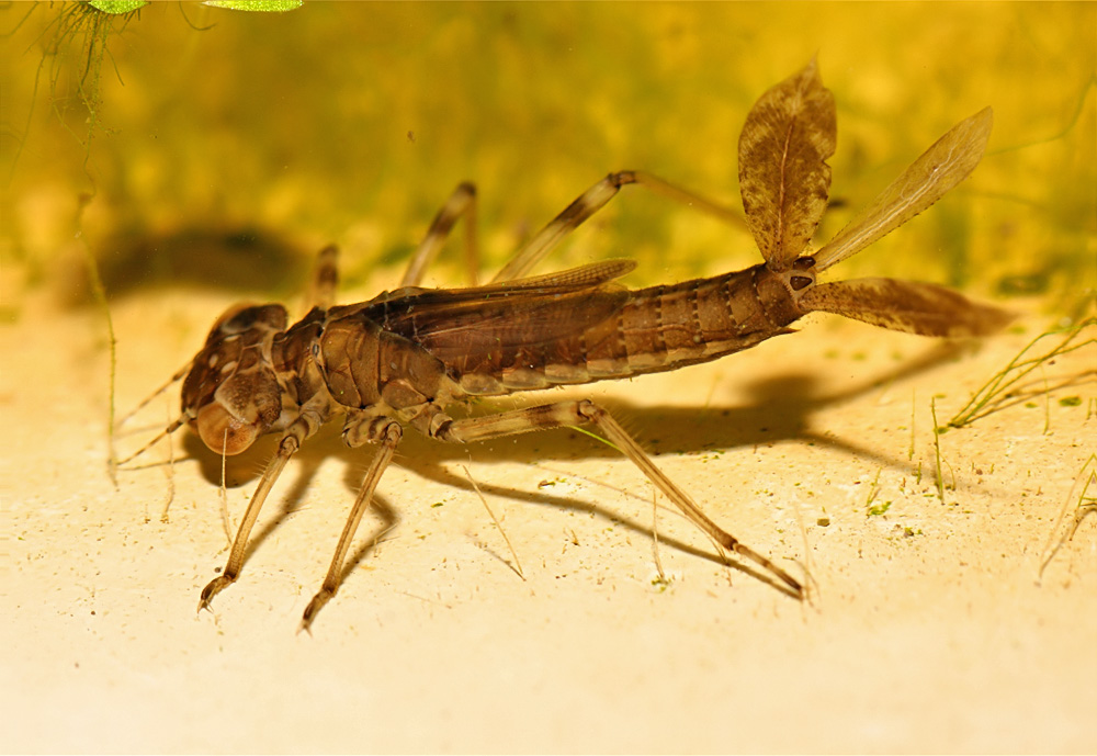 damselfly_nymph_2911082189_88_stack.jpg