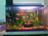 th_GoldfishTank.jpg