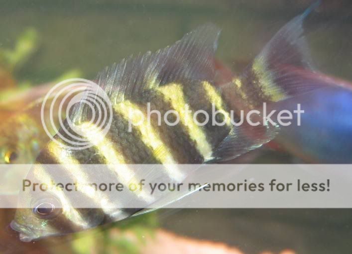 stripedsomething03614.jpg
