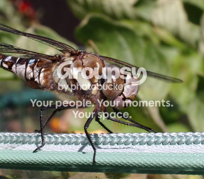 Dragonfly.jpg