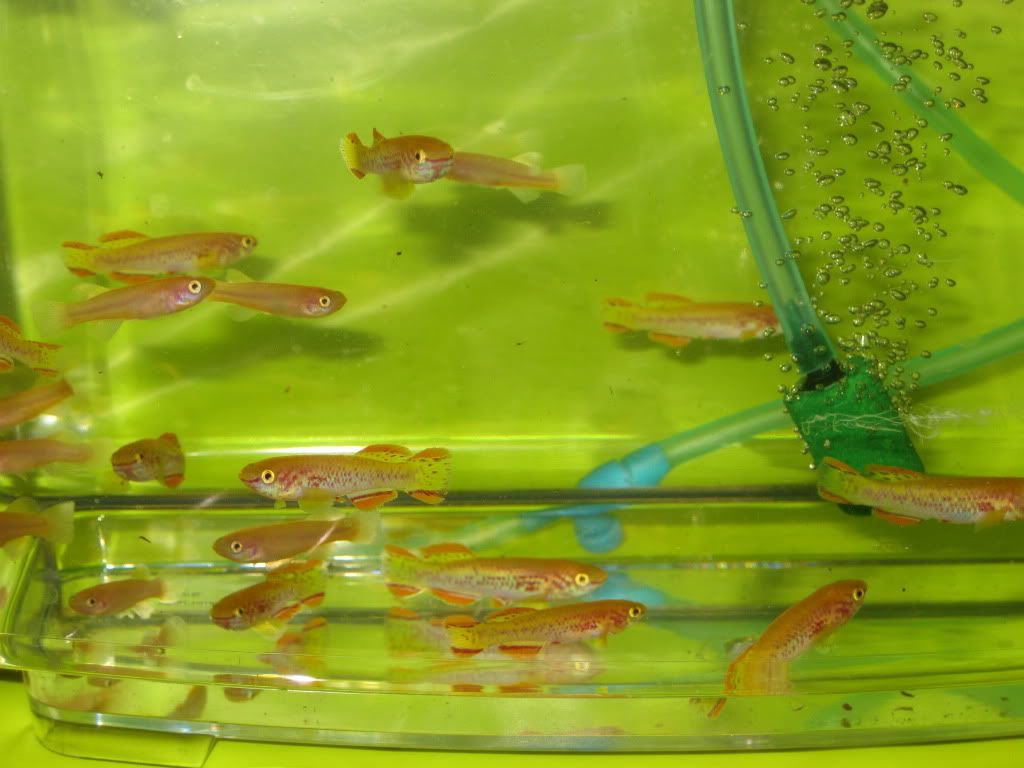 SpringFishExpo10057.jpg