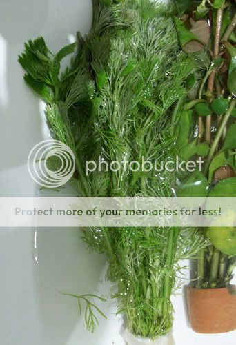 plant4.jpg