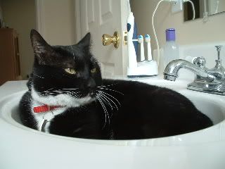 MikeintheSink2.jpg