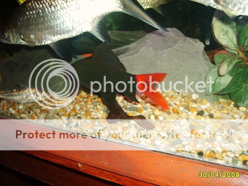 newoakwoodtanklook033.jpg