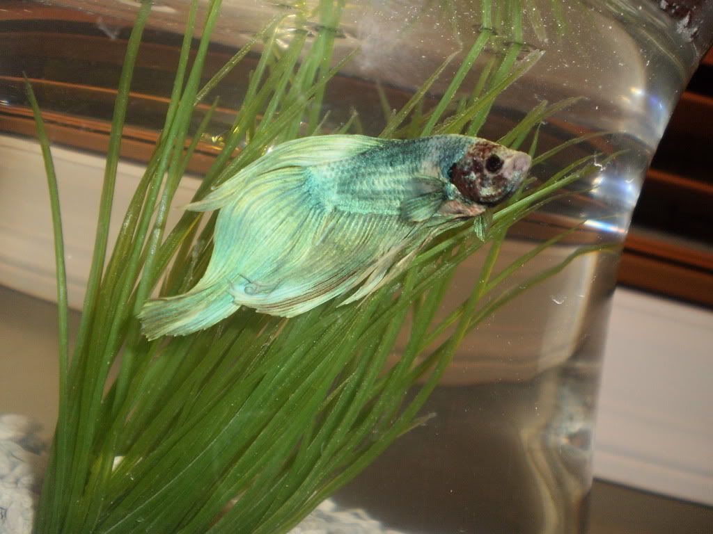 fishiesinluv6765.jpg