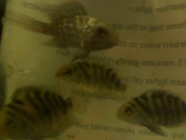 cichlids.png