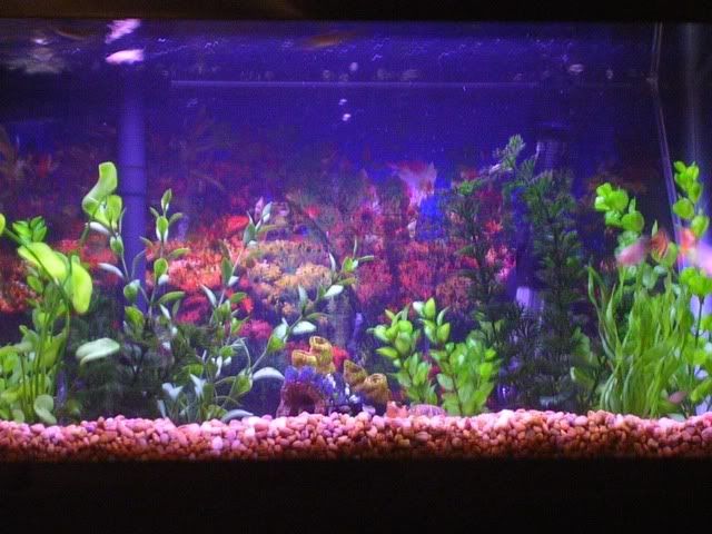 DSCN2596.jpg