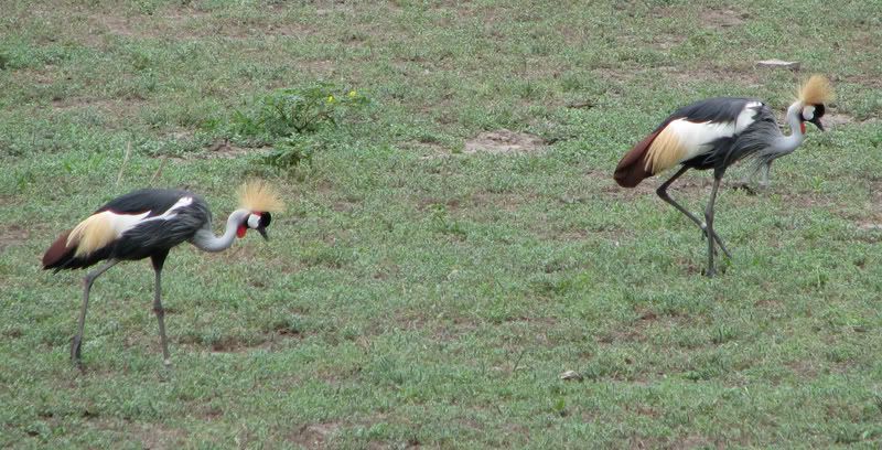 EastAfricanCrownedCrane.jpg