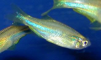 danio20sp20hikari20yellow1.jpg