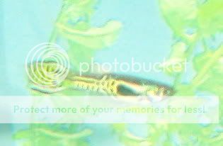newpics022.jpg