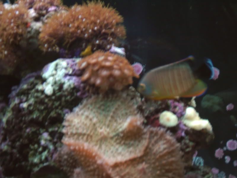angelfish006.jpg