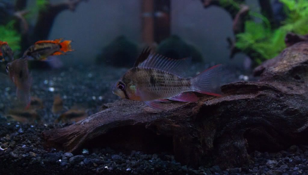 Fish-4.jpg