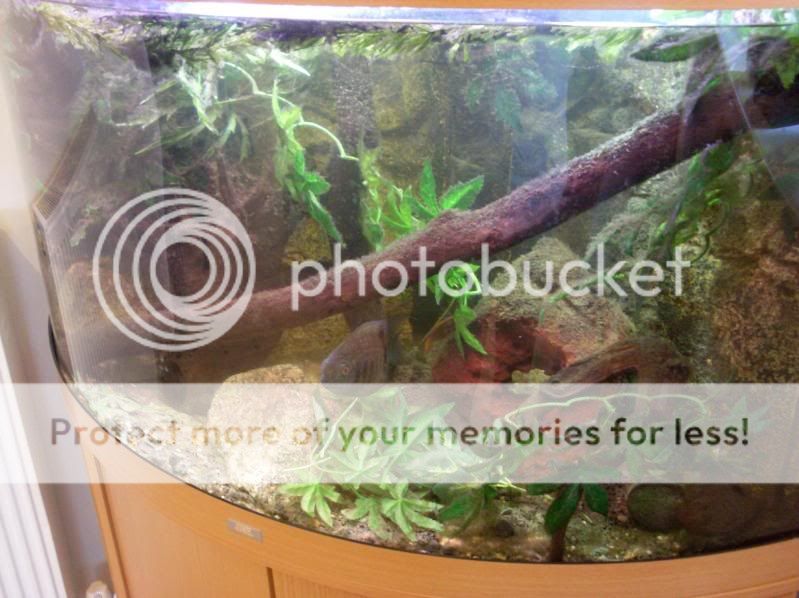 TankPic03.jpg