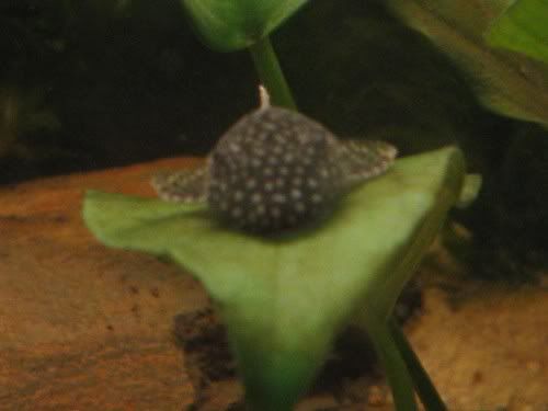 bristlenose1.jpg