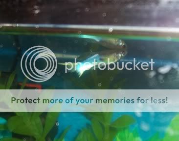 guppy1709.jpg