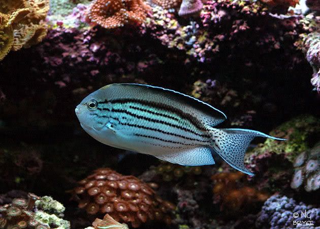Lamarcks-Angelfish-Male.jpg