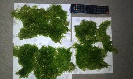 IMAG0237_zpsee44b26d.jpg