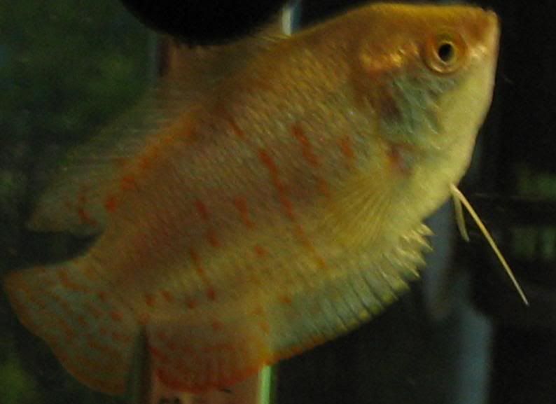 Gourami.jpg