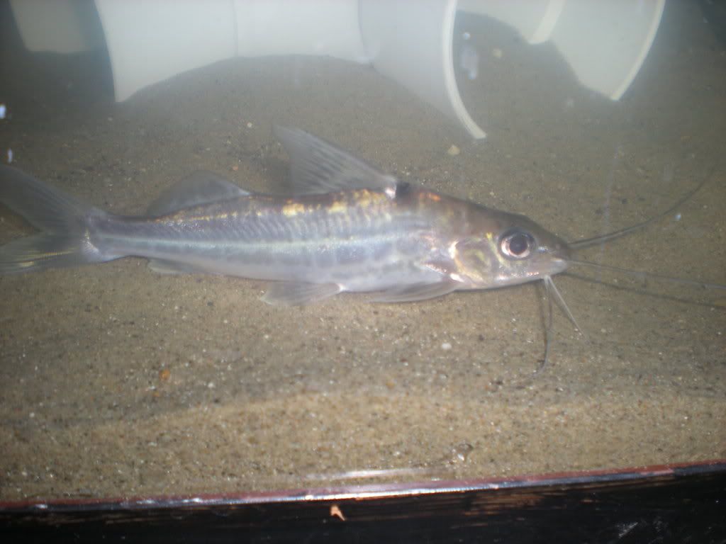 fish058.jpg
