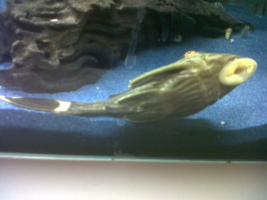 IMG00077-20110624-1006.jpg