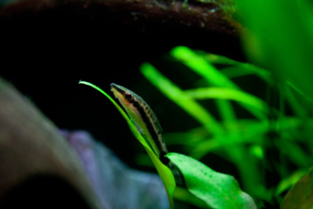 Fish-2.jpg