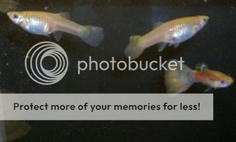 guppies1134.jpg