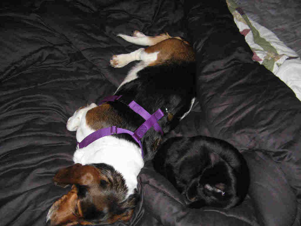 kittenanddog.jpg